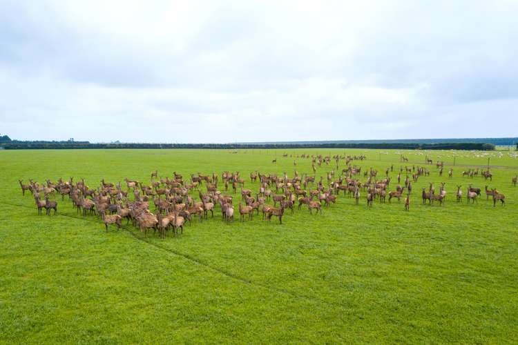 362 Fairfield Road Newland_16