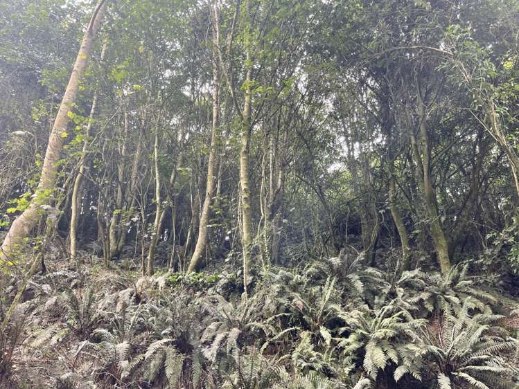 Manuka Gorge Highway Waitahuna_7