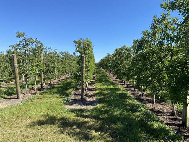 Rakete Orchards LP Hastings_4
