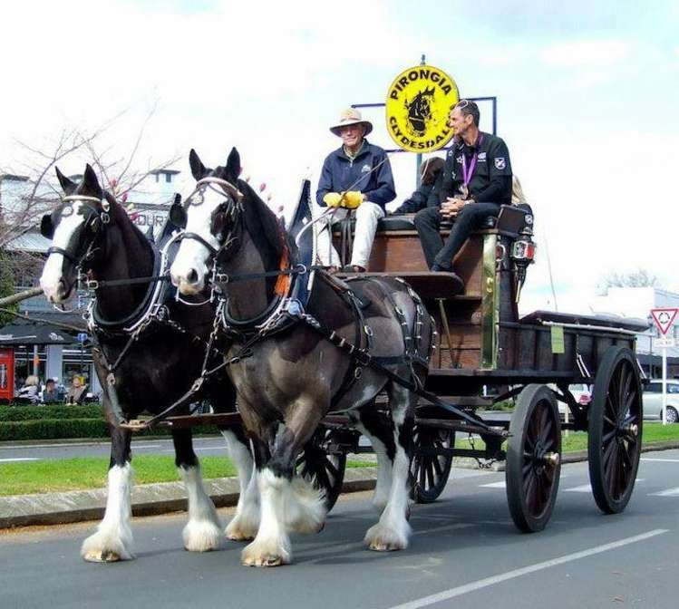 1375 Mcclure Street Pirongia_32