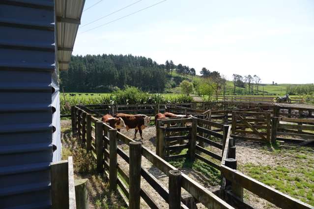 294 Tirohanga Road Opotiki Coastal_4