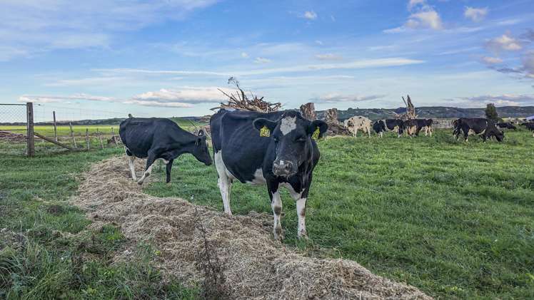 500 Willowford Road Waiwhare_29