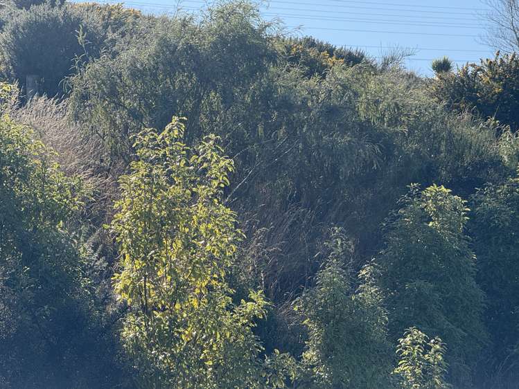 9 Cypress Lane Balclutha_5