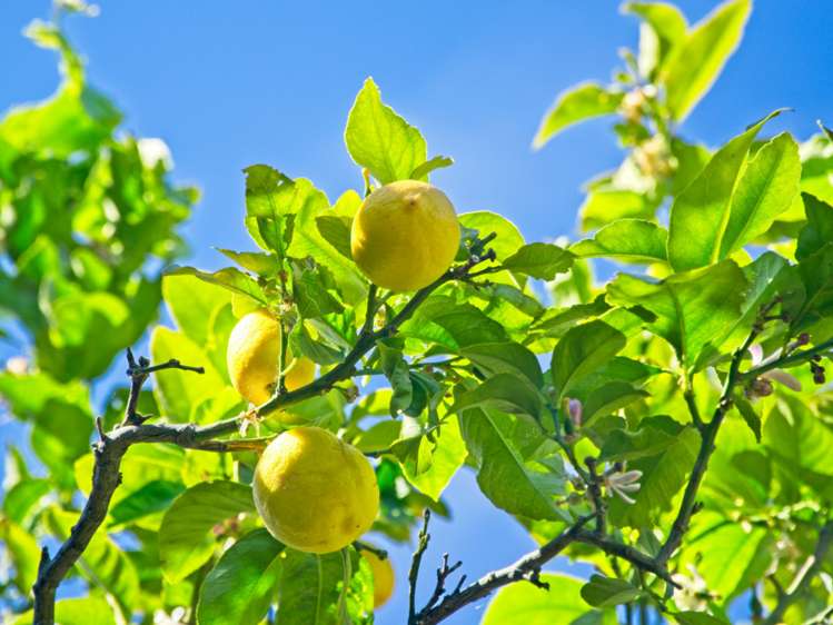 111 Glenelg Road Makauri_27