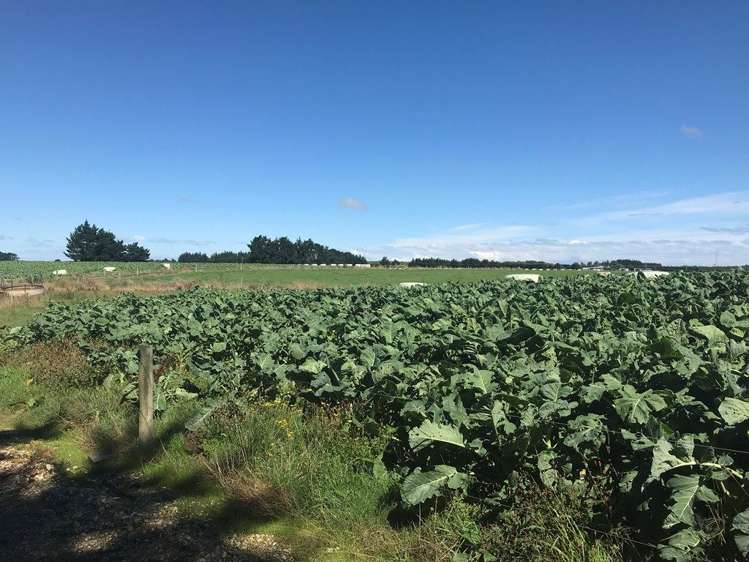 112 Kennington Waimatua Road Kennington_24