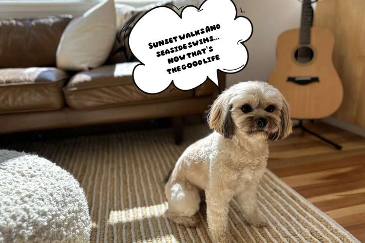 1/106 Island Bay Road Beach Haven_21