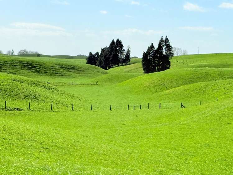 753 Pongakawa Bush Road Pongakawa_8