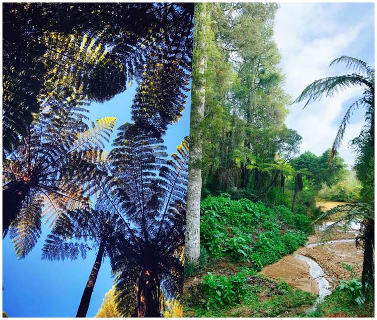 324 Trig Road Whitford_52