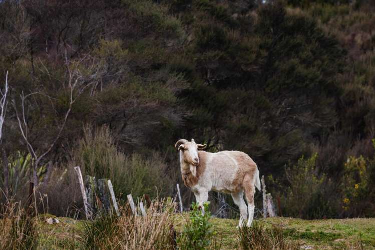 8 National Street Kumara_9