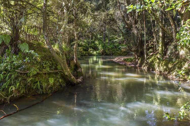 1058 Old Mountain Road Raglan_30