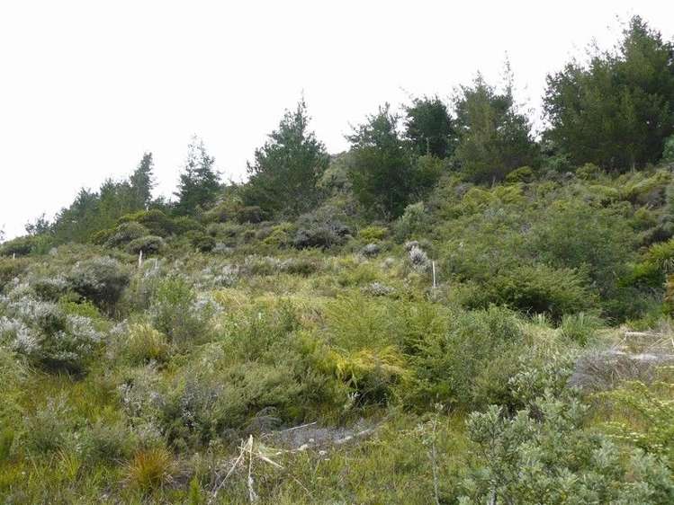 15 Fantail Terrace Tairua_4