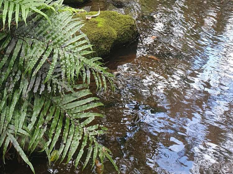 19 Okura Drive Kerikeri_13