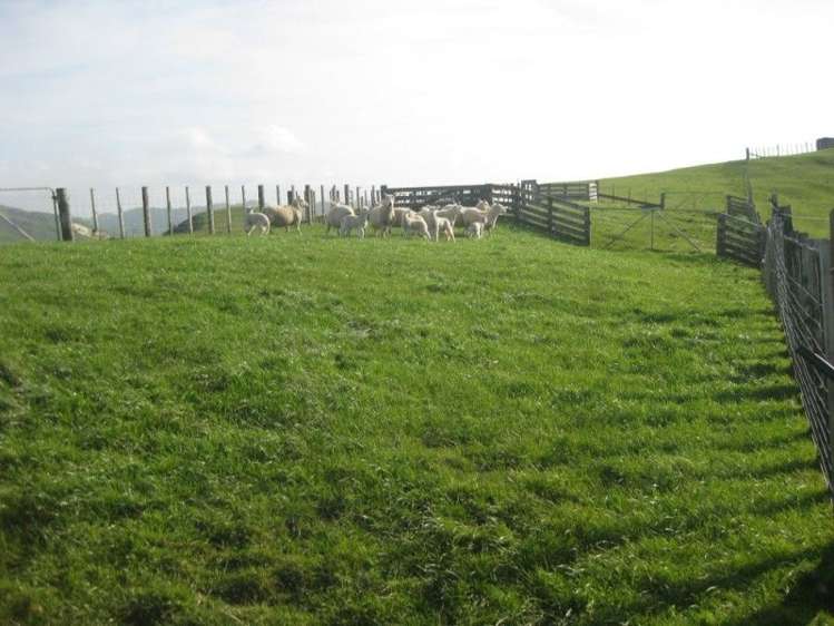 346 Waitahora Road Dannevirke_14