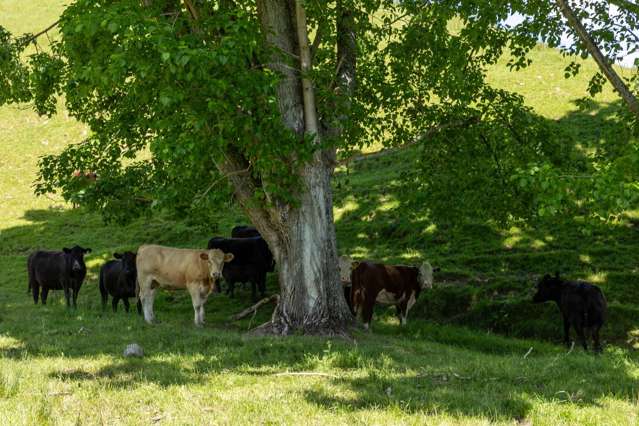 281 Tadmor Valley Road Tapawera_3