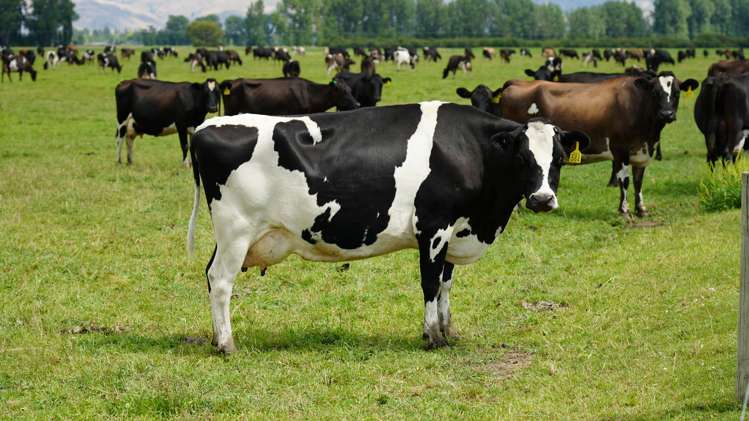 78 Cemetery Road Culverden_27