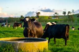 Cream rises to the top in dairy property sector