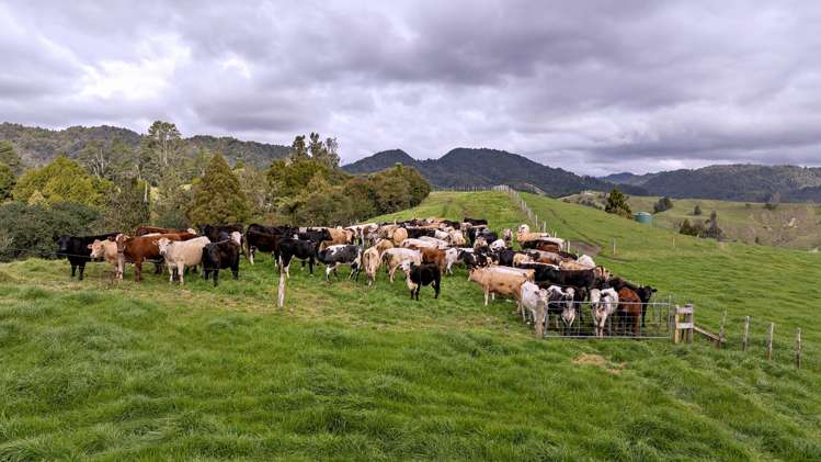 636 Otara Road Opotiki_6