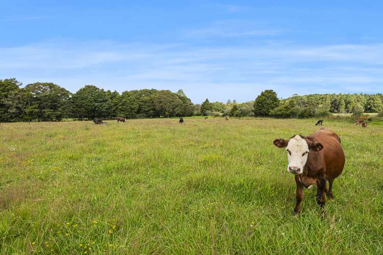 453 Pigs Head Road Hukerenui and Surrounds_18