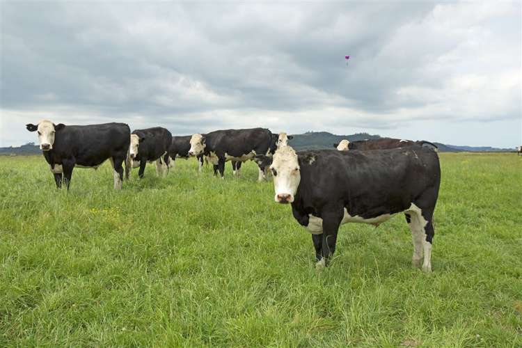 Green Road Parakai_5