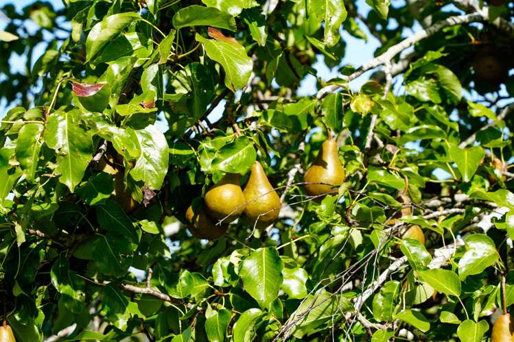 372 Looney Road South Hillend_9