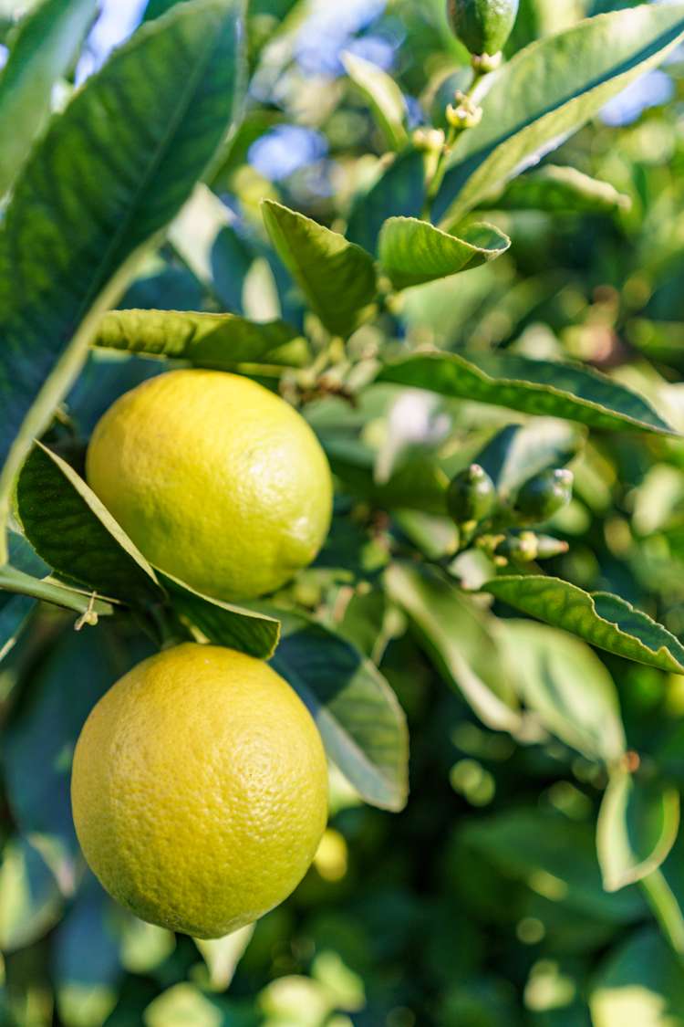 18 Kintyre Drive Broomfield_25