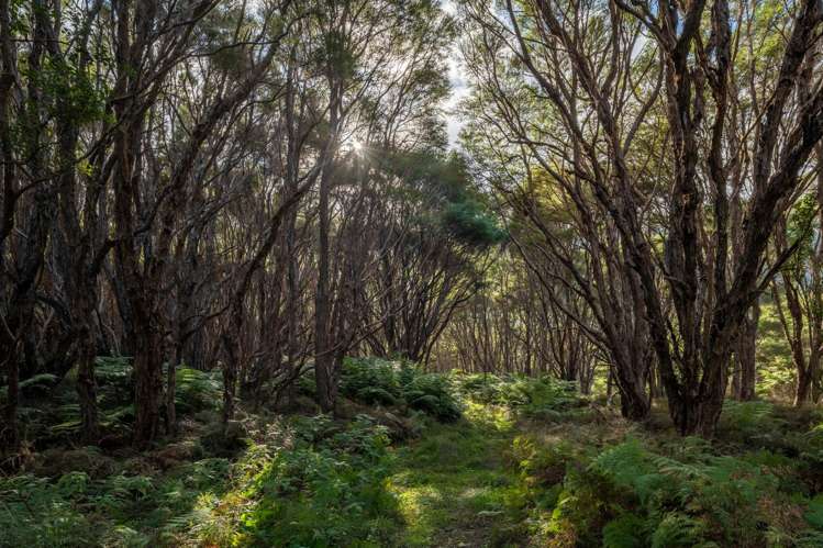 4710 Kenepuru Road Marlborough Sounds_17