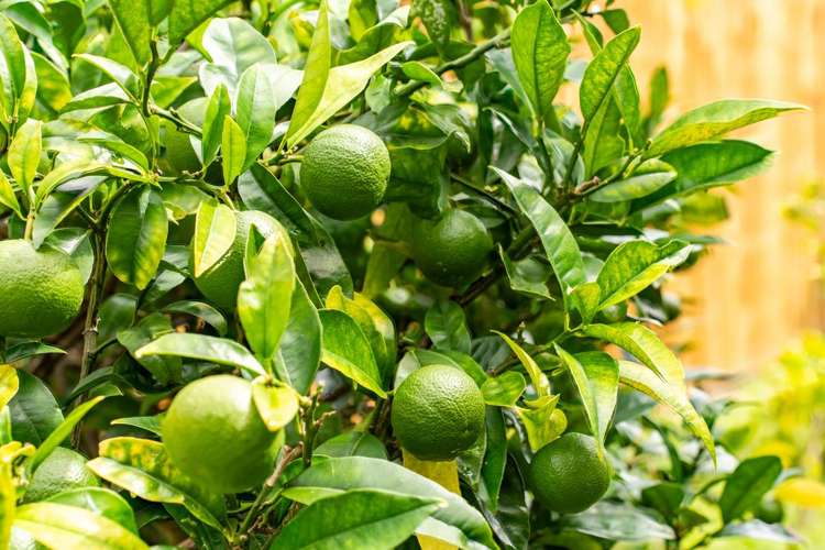 44 Ross Street Onerahi_17