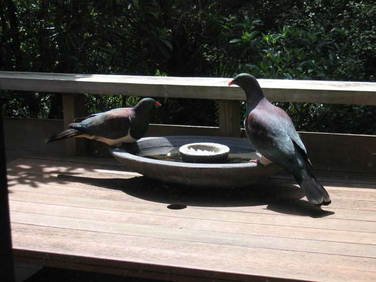 7/244 Onewa Road Birkenhead_16