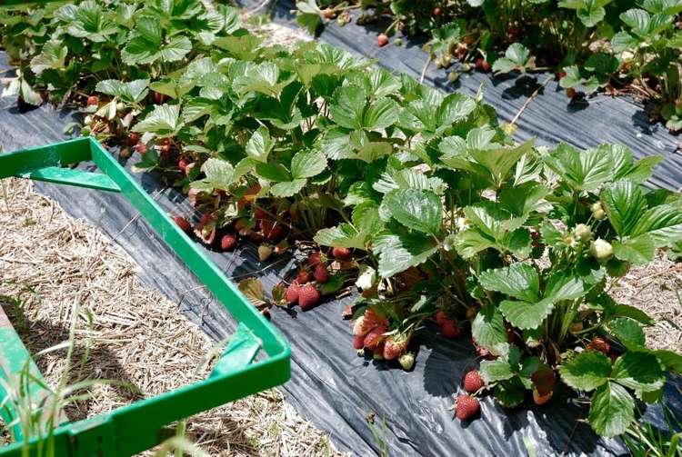 134 Timaru Road Waimate_13