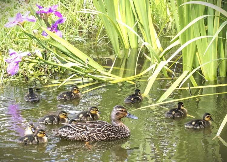 729 Otaika Valley Road Maungatapere_15