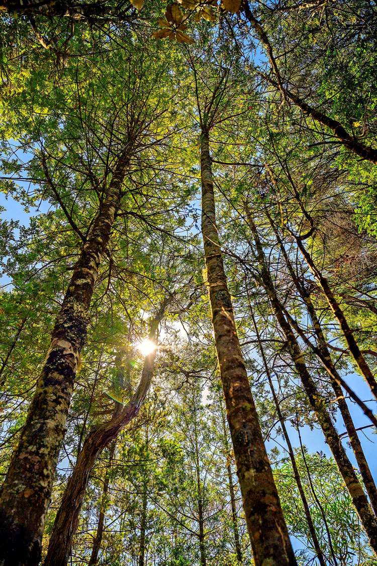 362 Wright Road Dairy Flat_16