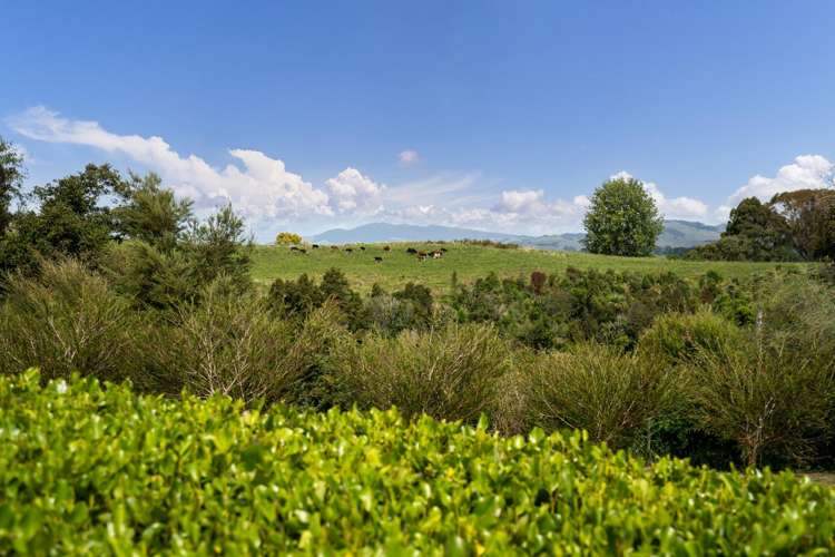 2/208 Maungakawa Road Cambridge_30