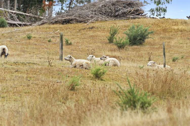 572 Riwaka Valley Road Motueka_16