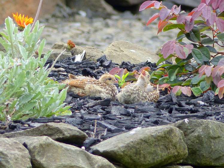 53 Kitewaho Road Swanson_53