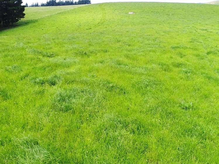 1471 Georgetown-Pukeuri Road Awamoko_14