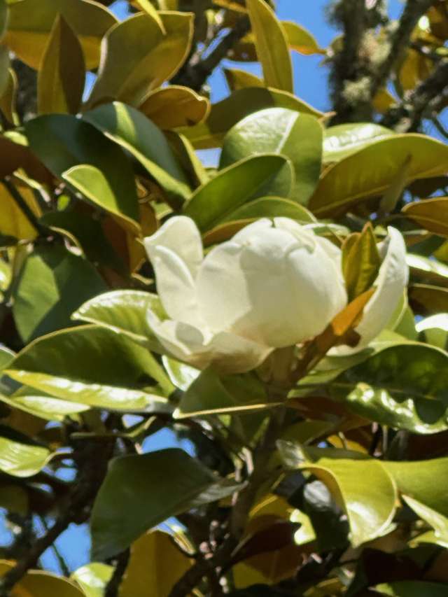 487 Kanohi Road Kaukapakapa_3