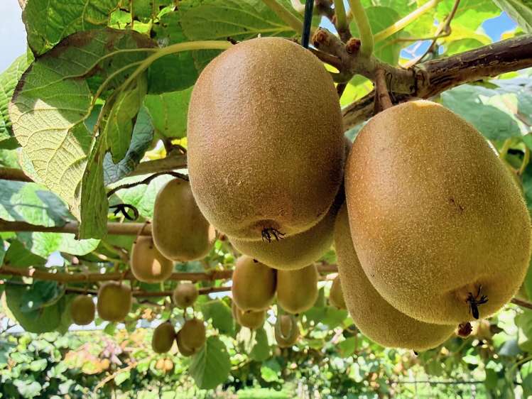 730 Old Coach Road Pongakawa_22