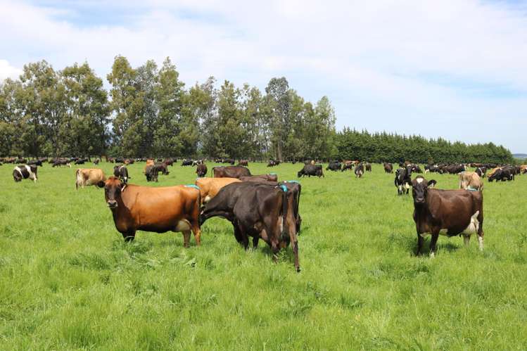 261 Middle Road Tapanui_20