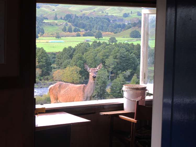 Stone Jug Road Kakahi_19