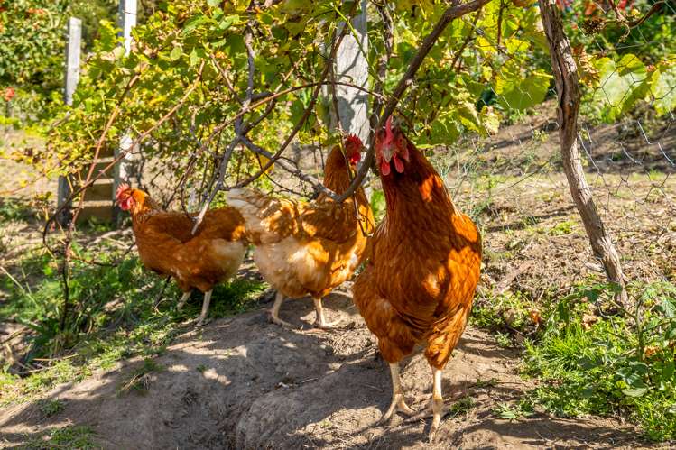 69 Newman Drive Enner Glynn_19