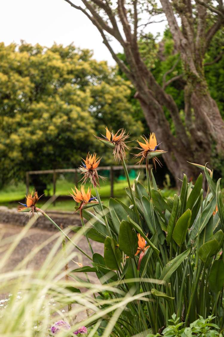 287 Wharawhara Road Katikati_34