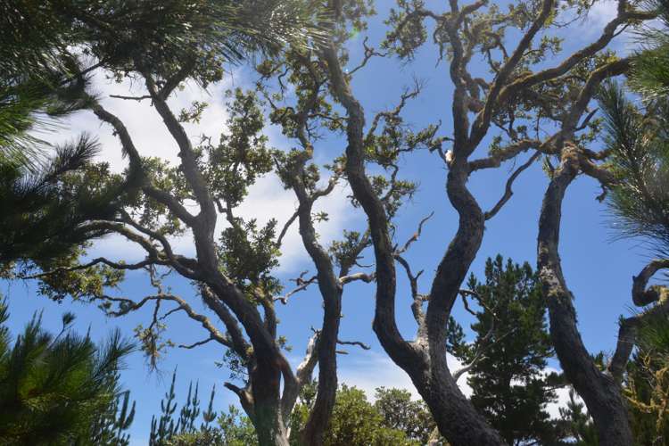 638 Whangaruru North Road Russell Surrounds_12