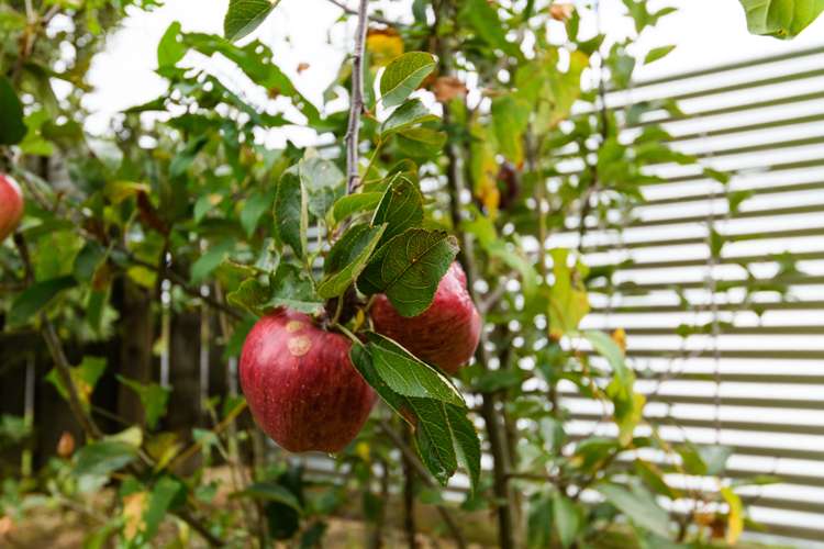 25 Hunia Street Marton_19