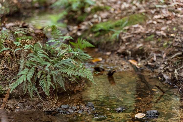 46 Waipuna Road Maunu_44