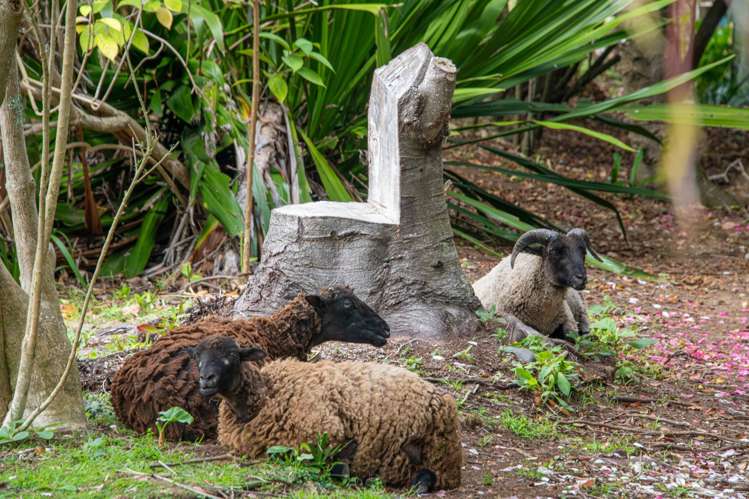 1688 South Head Road Helensville_55