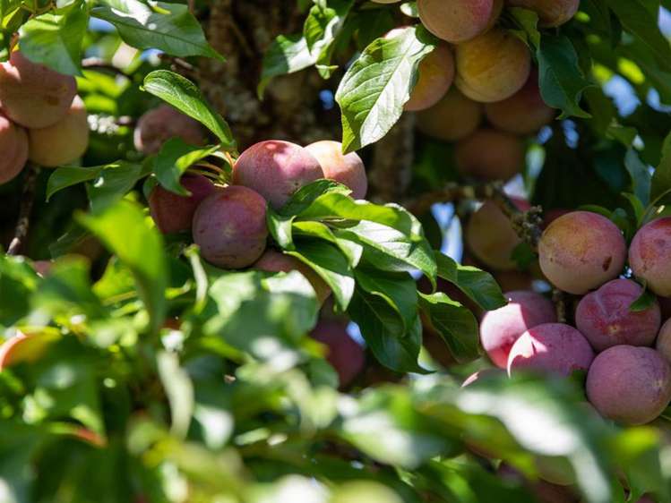 3 Riverlea Drive Katikati_20