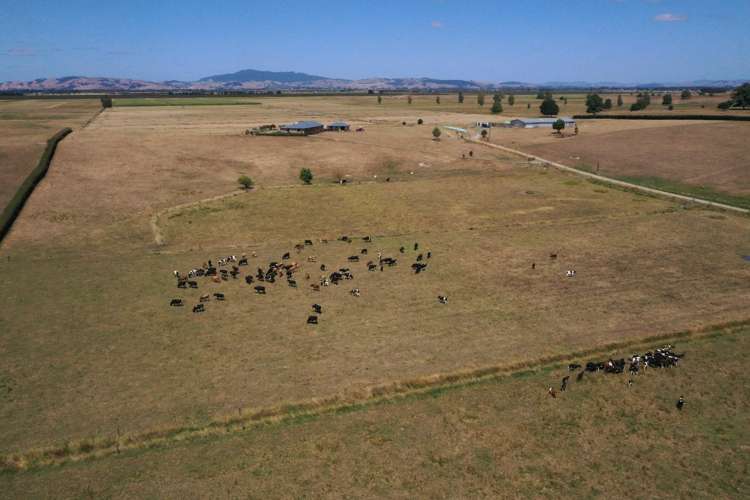 111 Mill Road Ohaupo_2