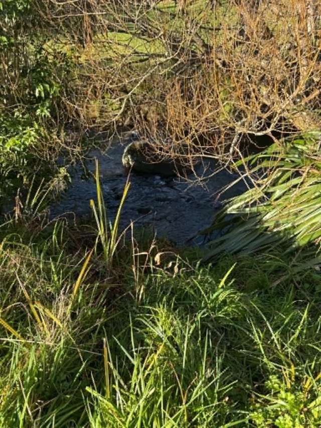 Lot 1 / 229 Hurford Rd Omata_4
