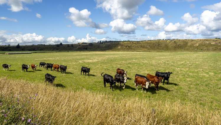 167 Ponatahi Road Martinborough_12