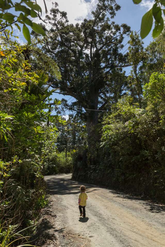 144 Opanuku Road Henderson Valley_2